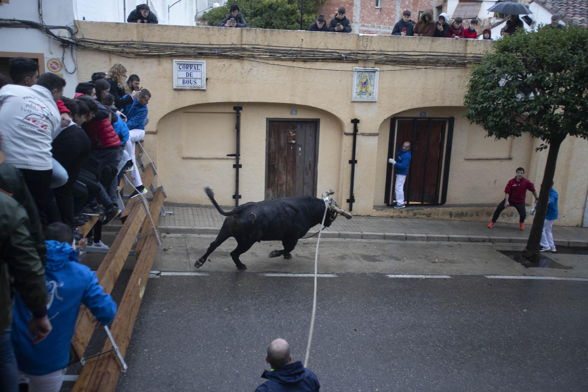 El "Bou en corda" vuelve al Pont Vell de Ontinyent