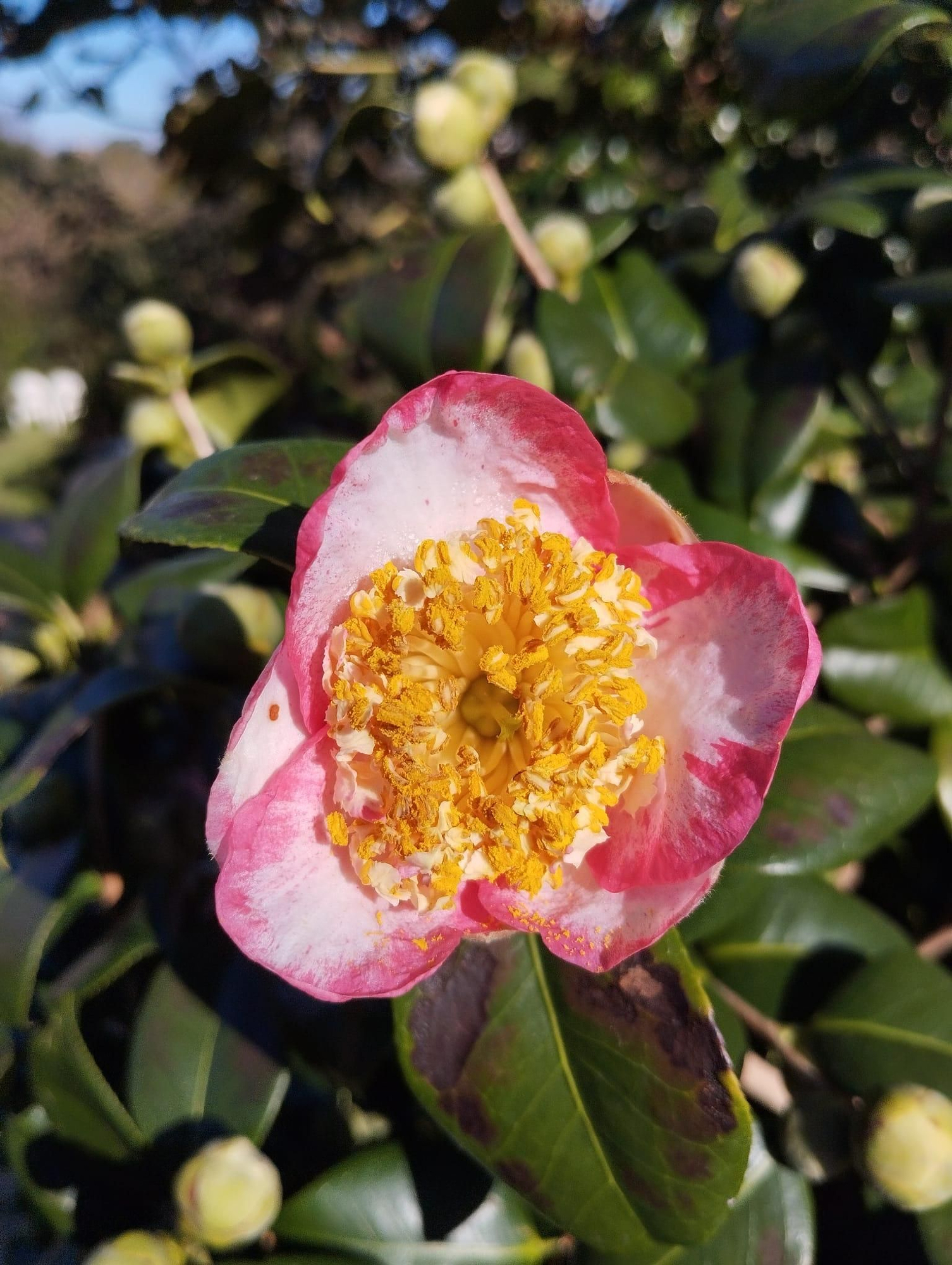 El jardin de camelias de María Jesús Guitérrez, en imágenes