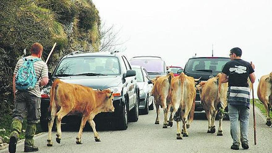 Dos pastores conducen sus vacas entre el tráfico de la carretera de los lagos de Covadonga.