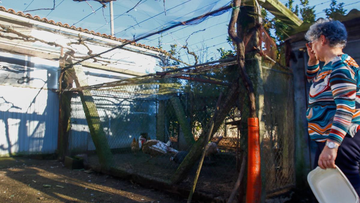 Un corral doméstico de Meis