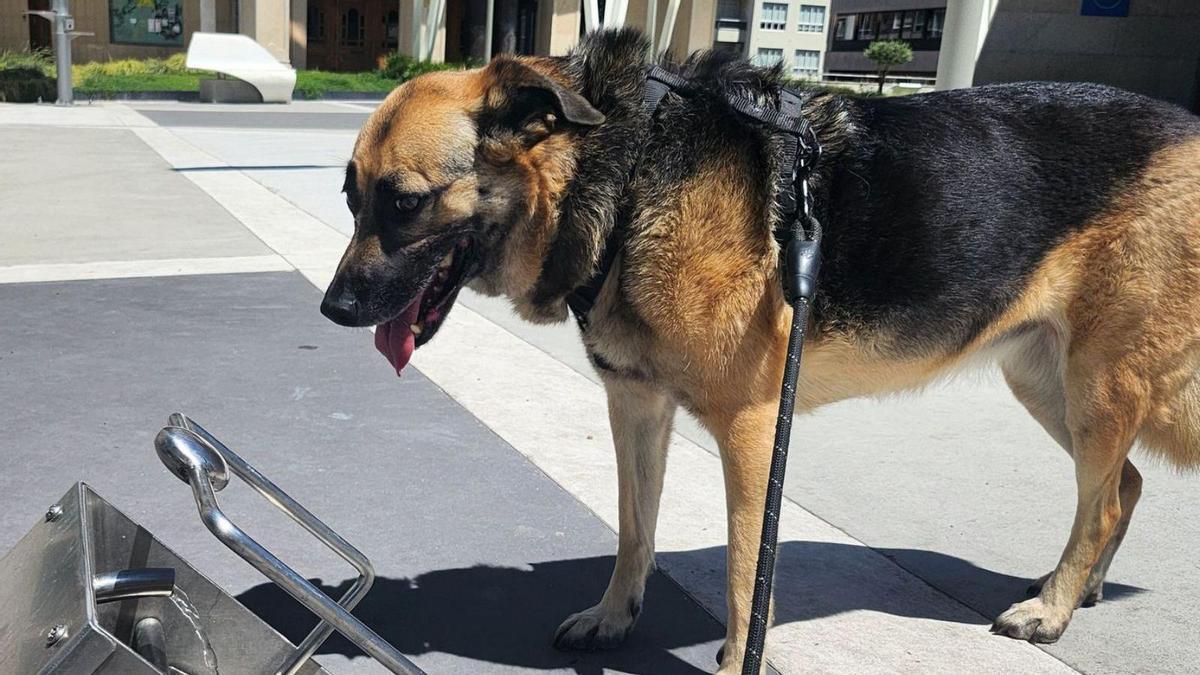 Un perro junto a una fuente para animales, en Vigo.
