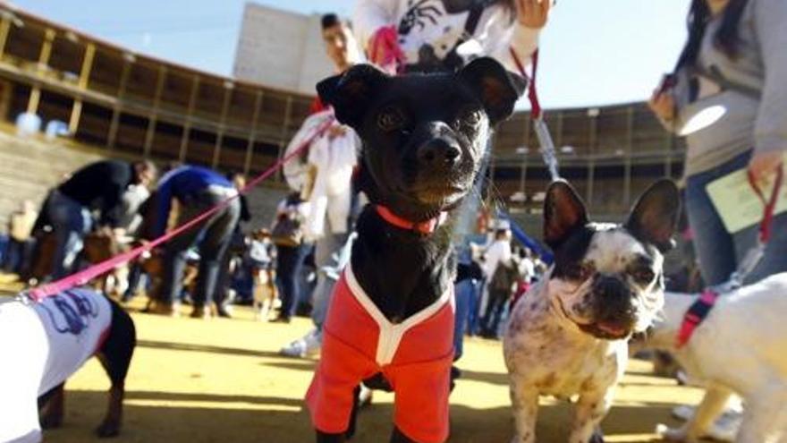 Los perros de todos los tamaños y razas fueron ayer los grandes protagonistas de la bendición de San Antón en la Plaza de Toros de Alicante.