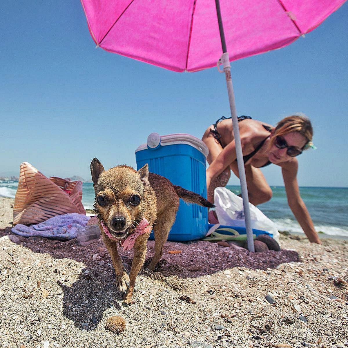 Sin chiringuito en la playa canina
