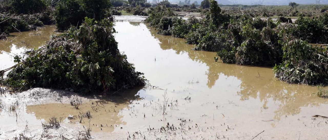 Un campo de naranjos arrasado por el desbordamiento del río Albaida. | VICENT M. PASTOR