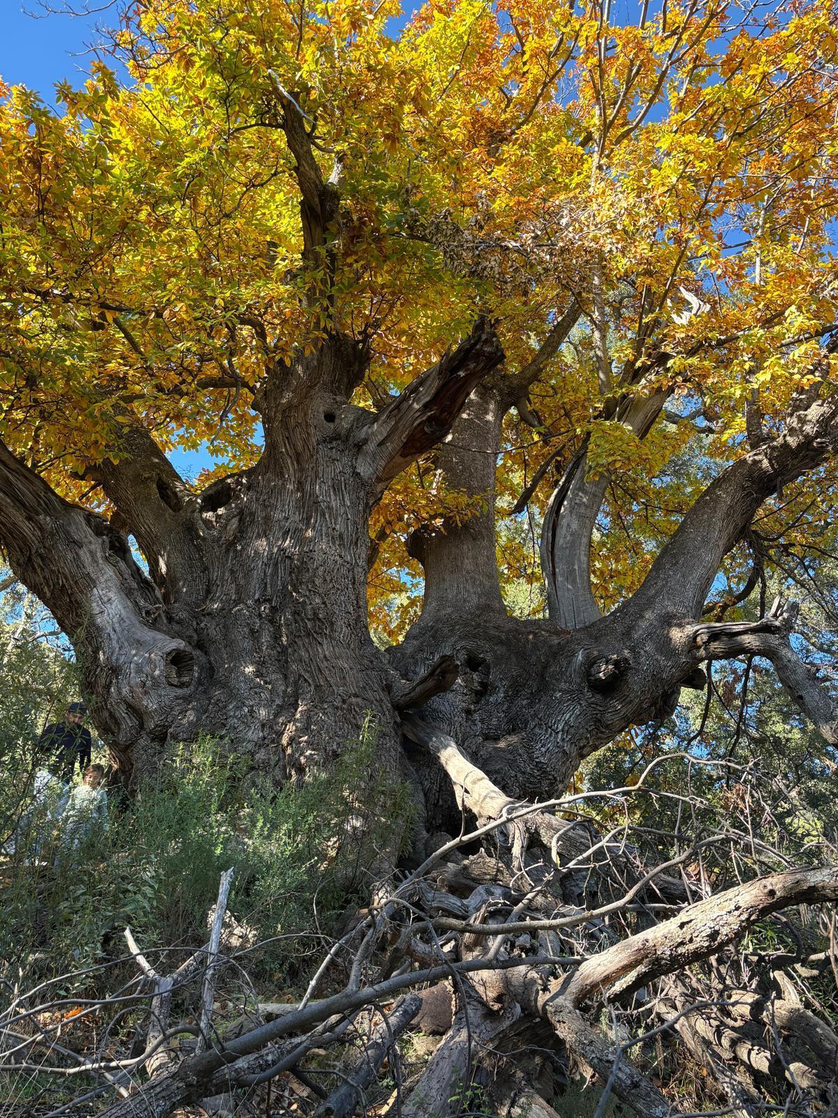El Castaño Santo, árbol más santiguo de Málaga, a finales del año 2025.