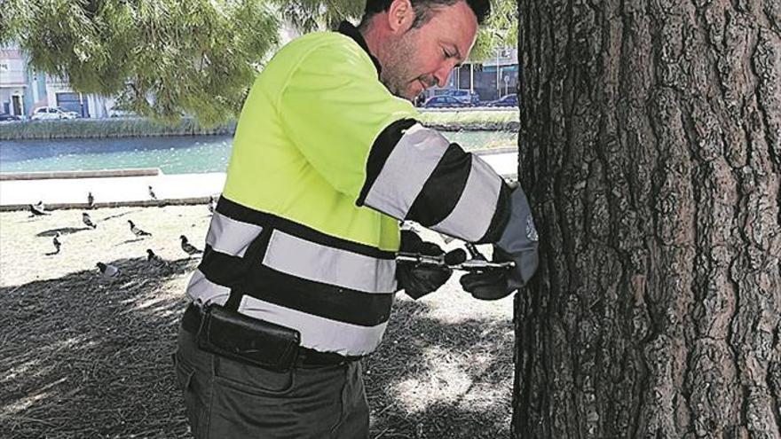 Peñíscola trata a 60 pinos contra la procesionaria