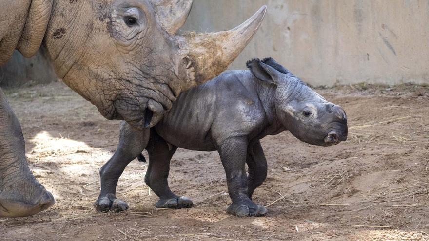 Bebé rinoceronte en Bioparc