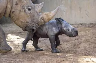 El bebé rinoceronte blanco nacido hace una semana en el Bioparc es macho y sigue un desarrollo "óptimo"