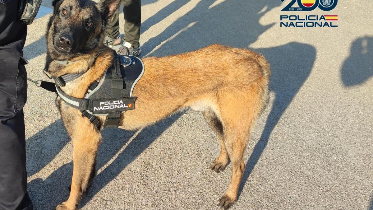 Zorro, el pastor belga mailnois que fue robado de una residencia canina y al que se logró poner a salvo el jueves pasado.