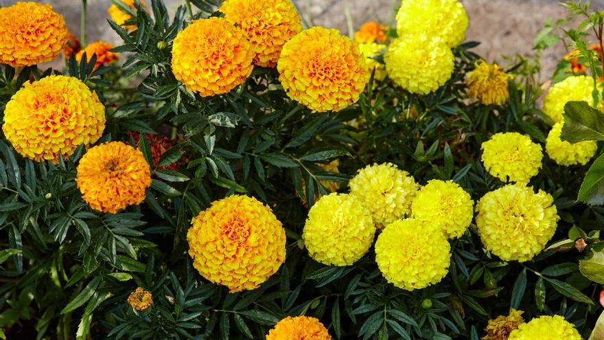 Tagetes.