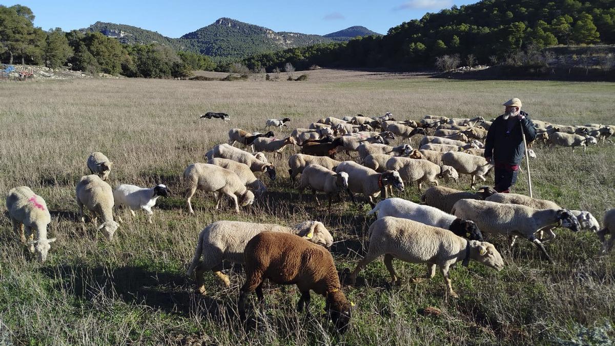 Armant Flaujat amb un ramat d'ovelles
