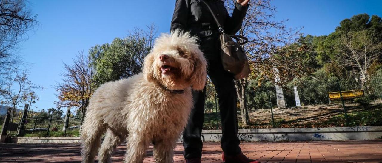 Una mujer paseando con su perro por el parque.