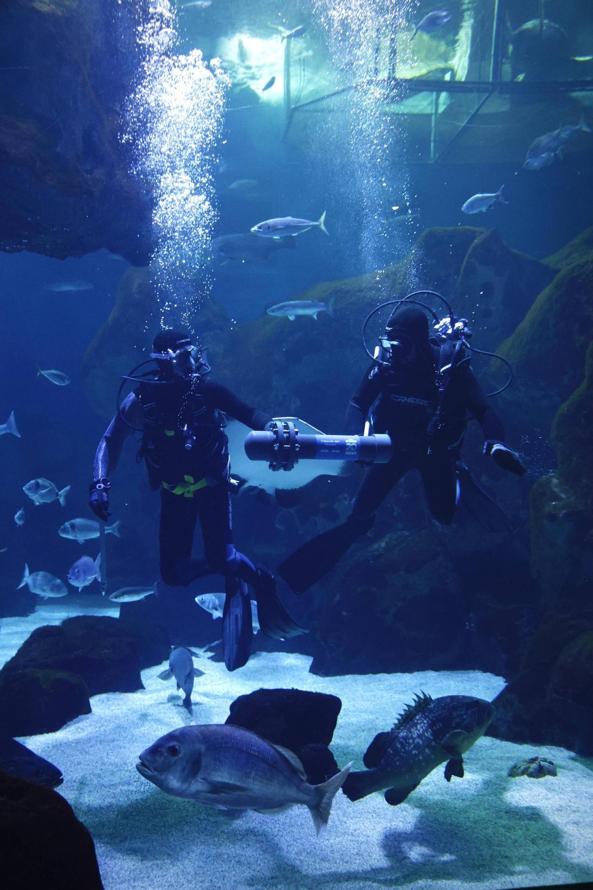 Así sumergieron los buzos del Acuario la cápsula del tiempo en el oceanario, en imágenes. Así sumergieron los buzos del Acuario la cápsula del tiempo en el oceanario, en imágenes.
