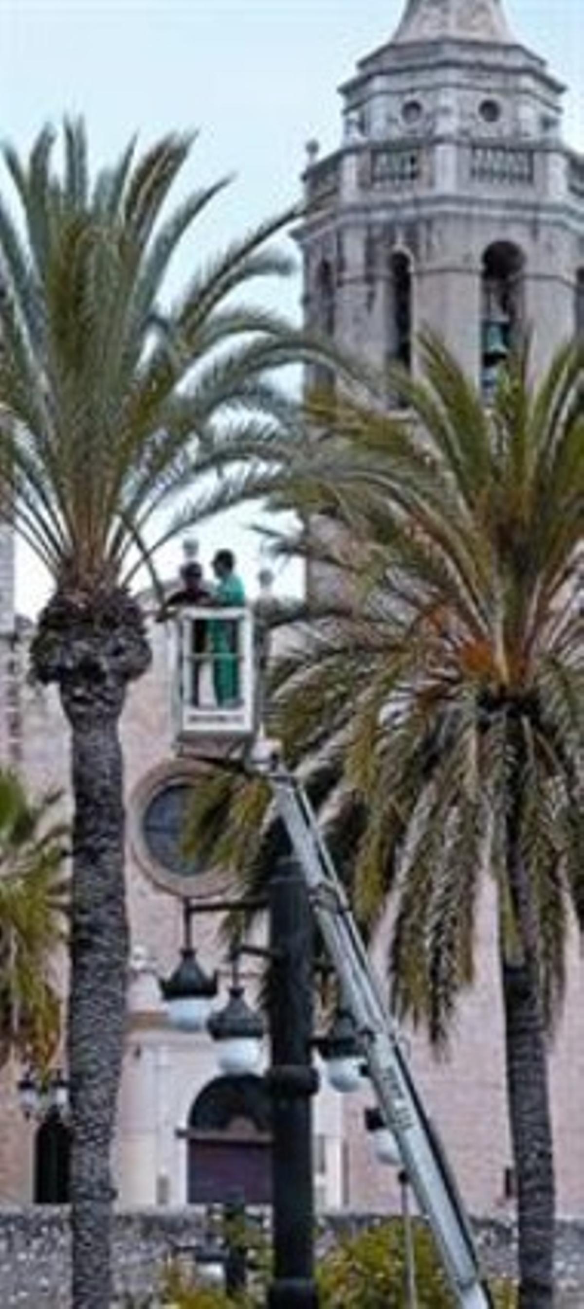 Jardiners municipals de Sitges revisen una palmera, la setmana passada. Jardiners municipals de Sitges revisen una palmera, la setmana passada.