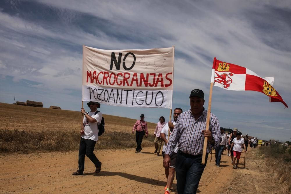 Manifestación contra las macrogranjas en Cerecinos