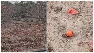 La plaga de jabalíes incrementa los daños en Alzira al arrancar las naranjas para comérselas