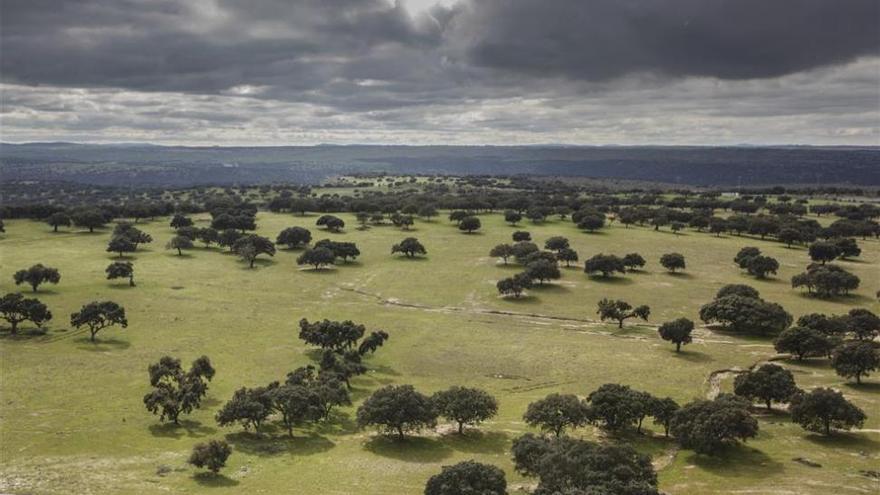 Extremadura, Andalucía y Portugal impulsan la declaración de la dehesa como Patrimonio de la Humanidad