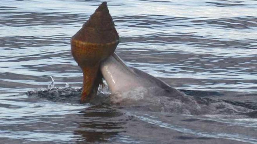 Delfines