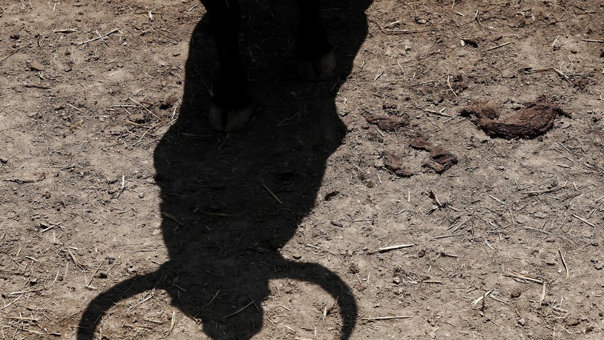 Muere una mujer corneada por un toro en un encierro en Albacete