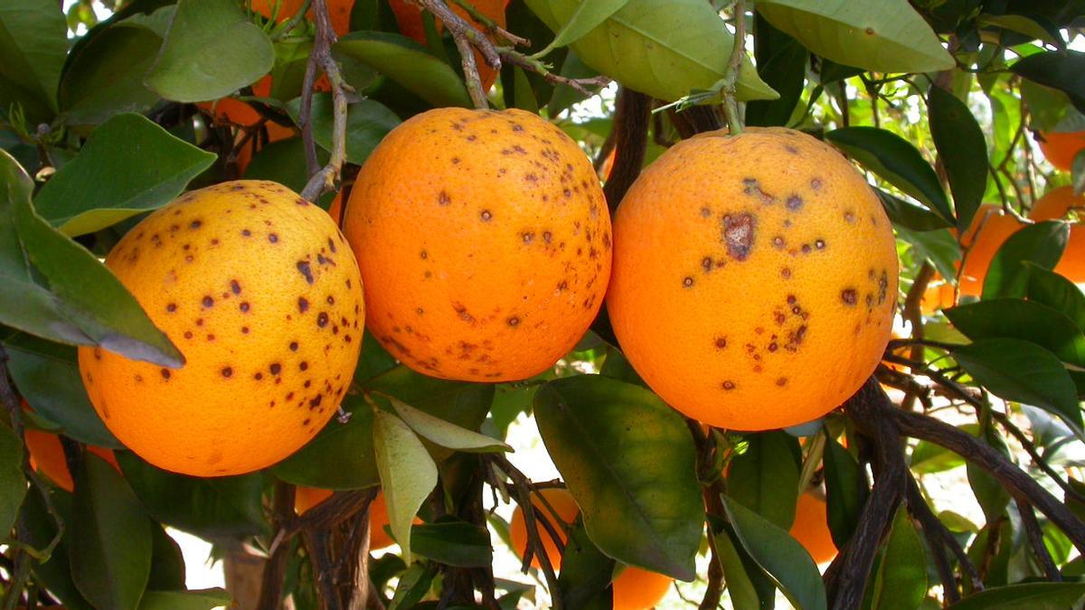 Naranjas afectadas por la plaga de la mancha negra.