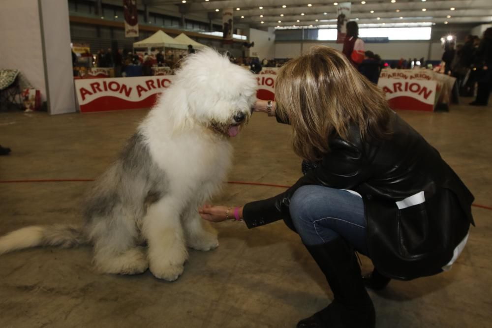 Los perros toman el Ifevi