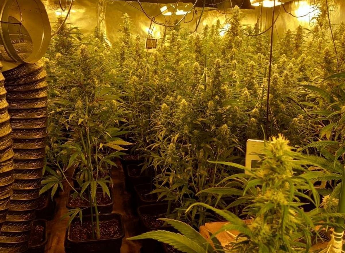Detalle de la plantación de marihuana incautada en Terrassa