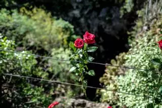 Rosas rojas en la Sima de Jinámar antes de la búsqueda de los represaliados