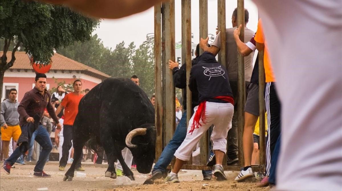 fcasals35507542 a bull charges a fence with festival goers hidding behind du160913132328