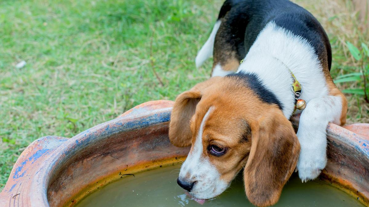 Bebederos públicos para perros: riesgos que hay que conocer