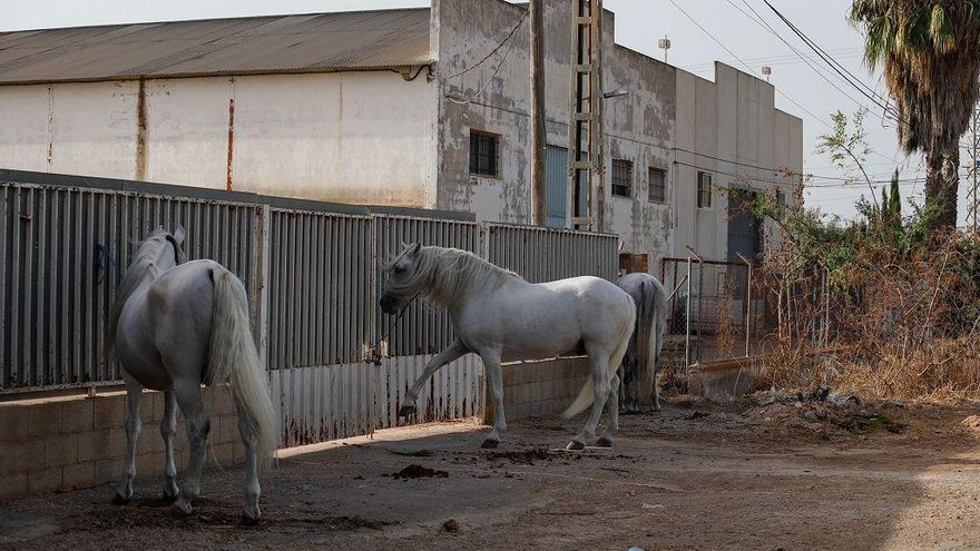 El incendio de la cuadra de caballo de Cartagena, en imágenes