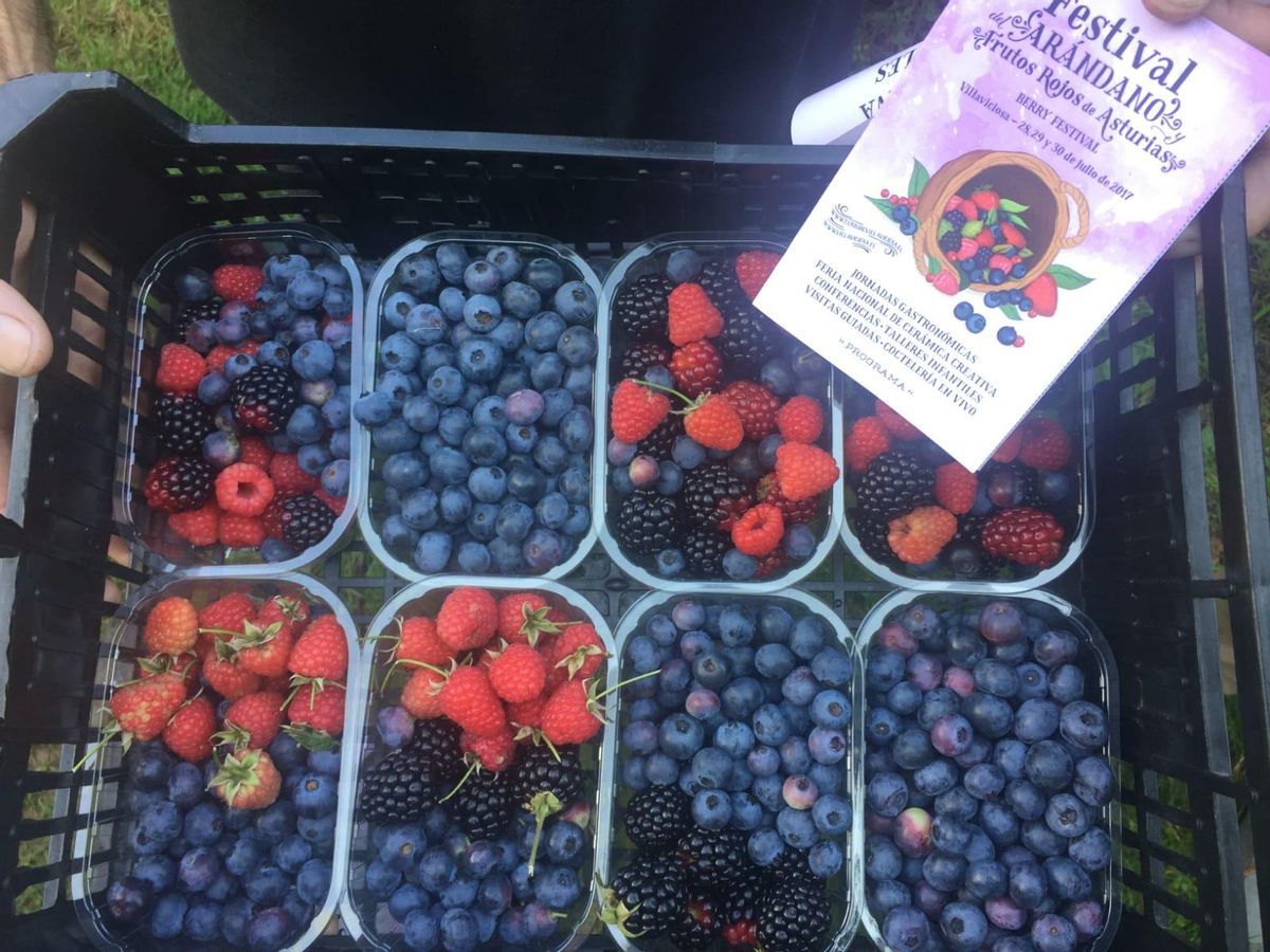 Villaviciosa, capital del arándano y los frutos rojos