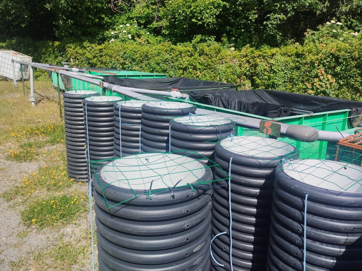 La extracción y traslado en vivo del campanu del Narcea, en imágenes
