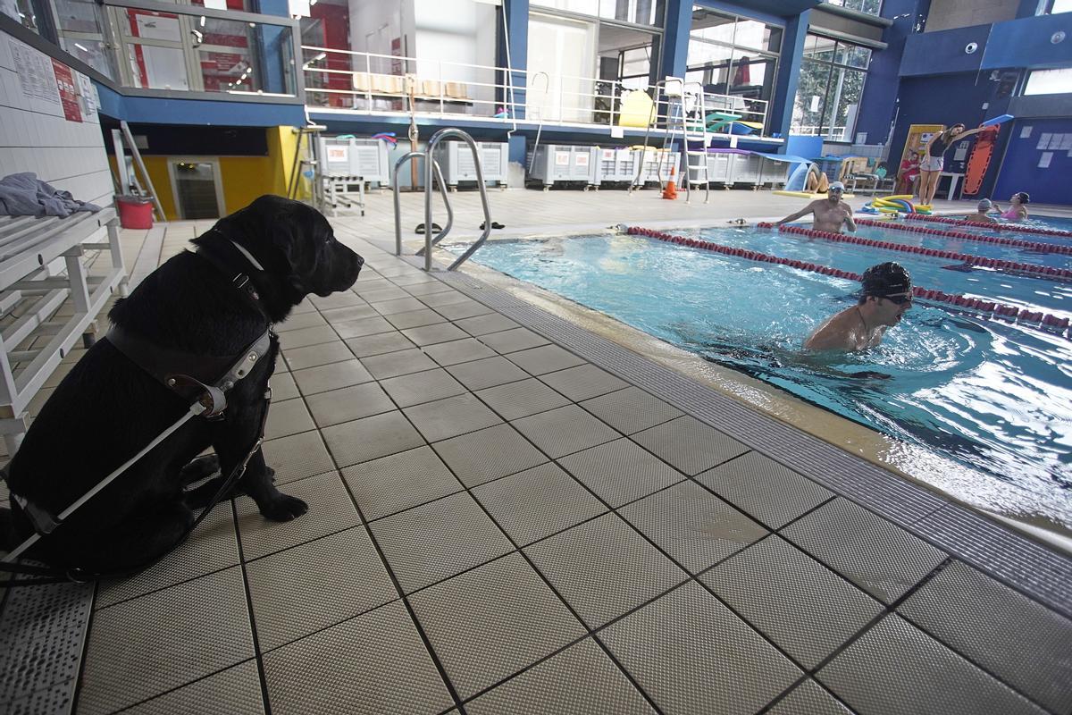 En Guilty custodia al seu  usuari, Isaac Padrós, mentre neda a la piscina