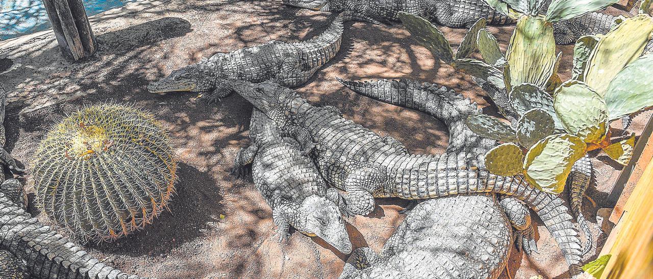 Cocodrilos al sol en el parque Cocodrilos Park, en Agüimes, la semana pasada