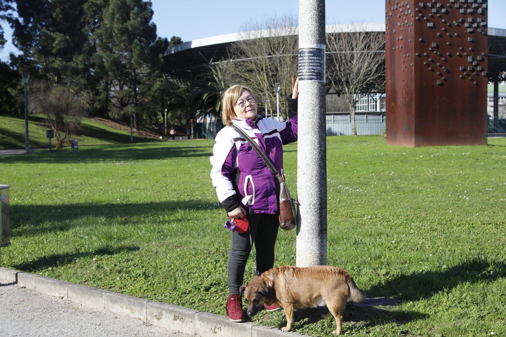 Alerta en Gijón por la oruga que "puede ser mortal para los perros" (en imágenes)