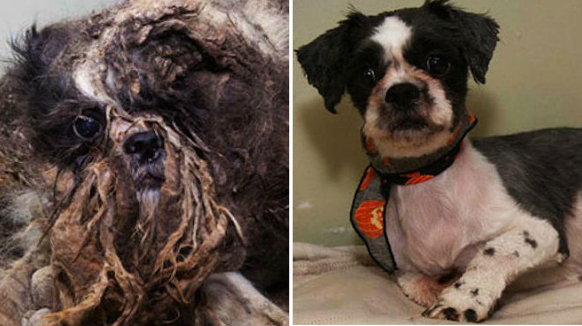 La història d’un shih-tzu perdut en un bosc canadenc el 2011 s’ha convertit en viral.
