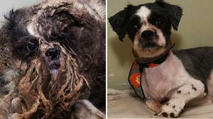 La història d’un shih-tzu perdut en un bosc canadenc el 2011 s’ha convertit en viral.