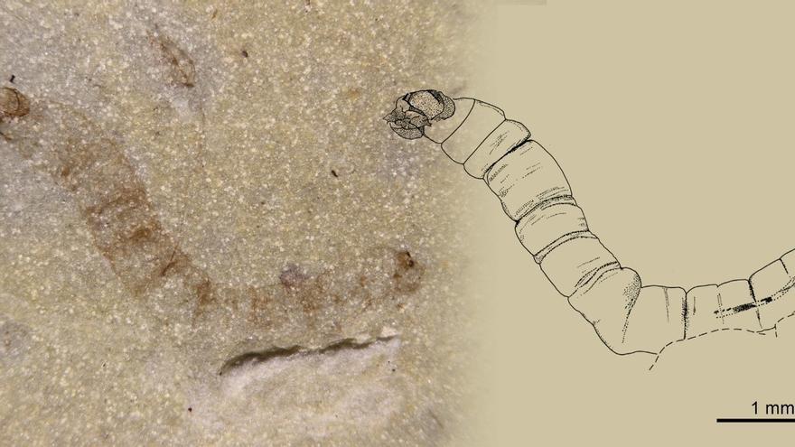 Im Fossil der Mücken-Larve konnten viele Details noch gut erkannt werden