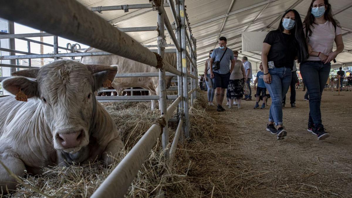 La Fira de Sant Isidre es va celebrar l’any passat amb format reduït. Ara recupera la normalitat | ARXIU/OSCAR BAYONA