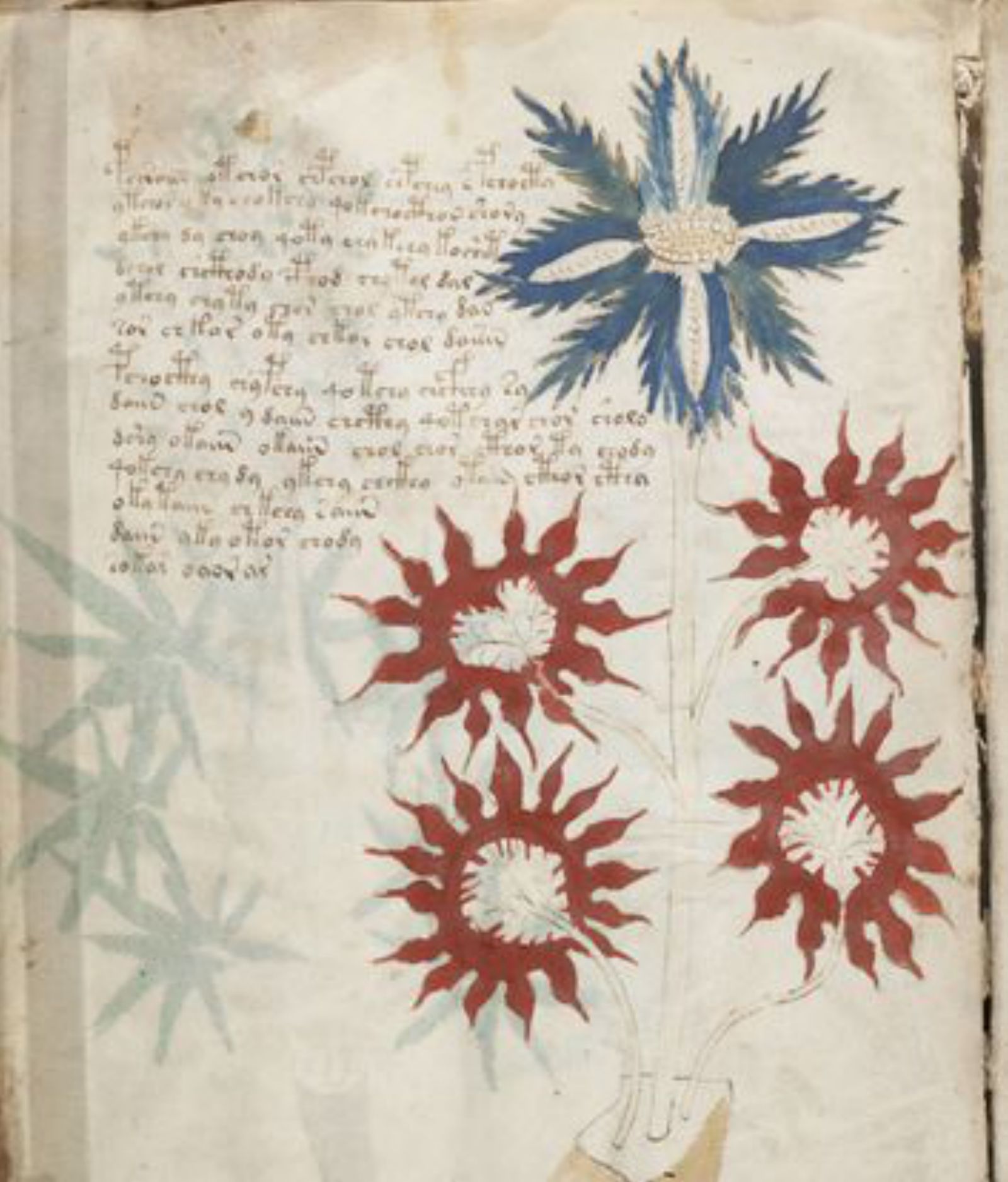 Páxina do Manuscrito Voynich. 