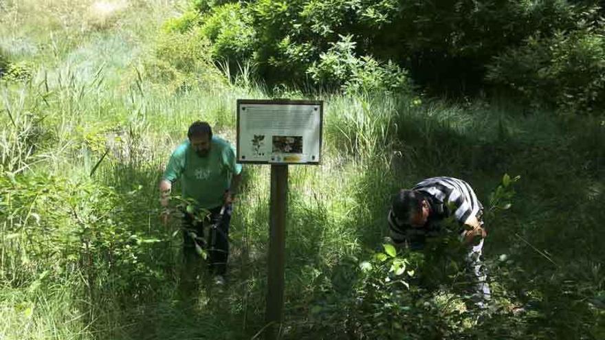 Voluntarios de Proculto limpian el sendero del Duero