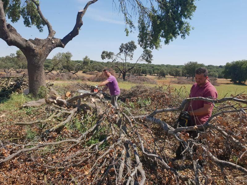 Recogida de las "dadas de leña" en Venialbo