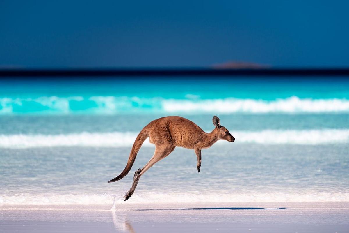 La playa Turquoise en Australia se distingue por su arena blanca rodeada de un fondo cristalino que recuerda al Caribe. Podrás hacer esnórquel y ver los canguros que brincan a orillas del mar. 