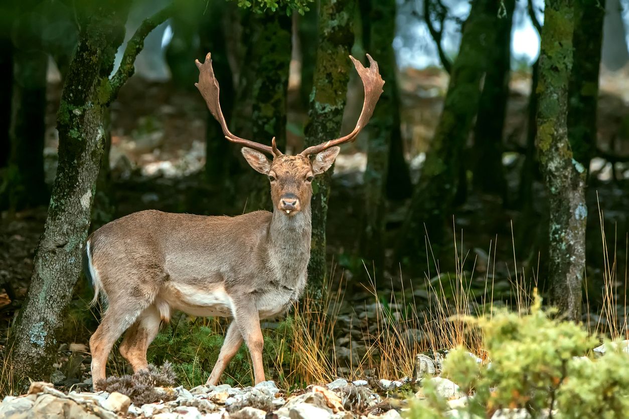Este parque natural es uno de los mejores sitios del mundo para la observación de la berrea