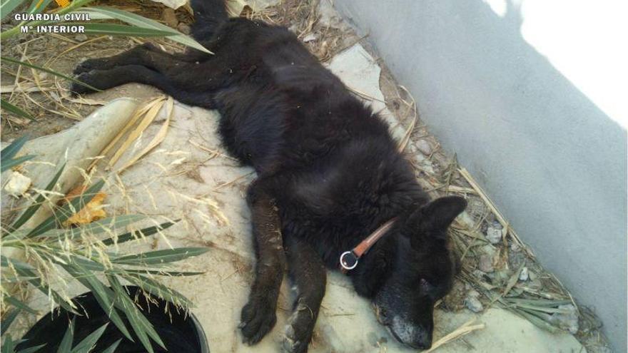 La Guardia Civil rescata a dos perros que habían sido maltratados en El Burgo de Ebro