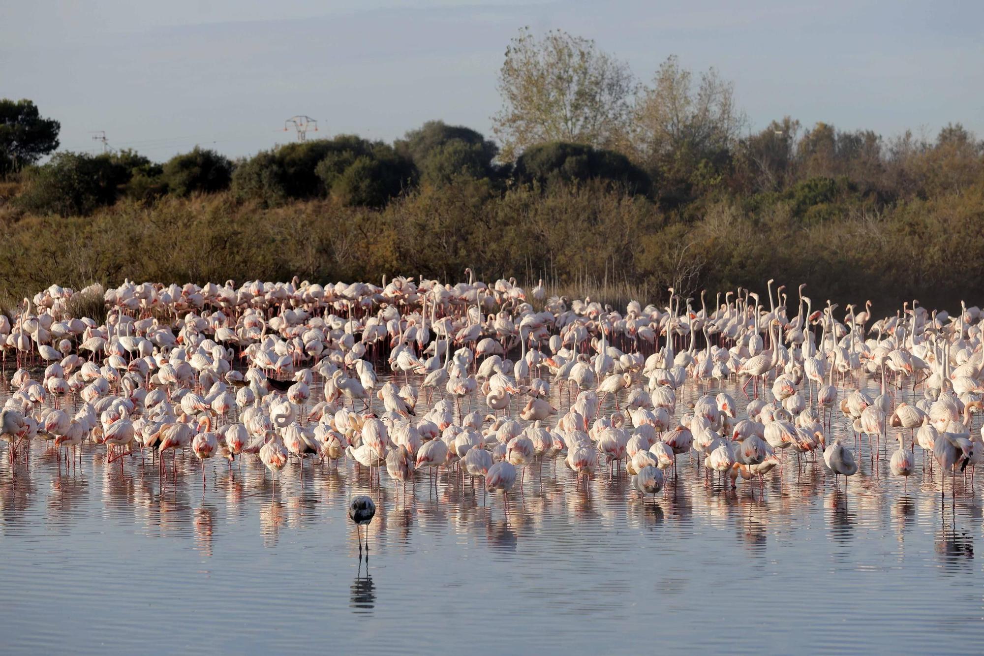 Los flamencos vuelven a L´Albufera para criar