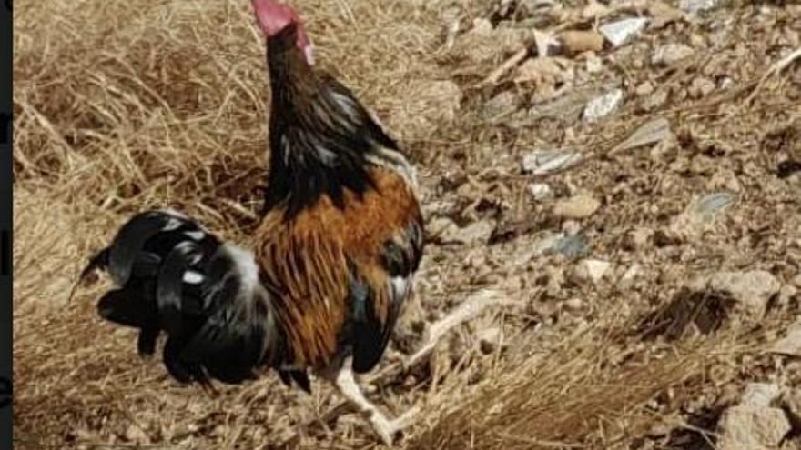 VÍDEO | Así es el gallo que despierta a los vecinos de la calle Manacor a las 5 de la mañana