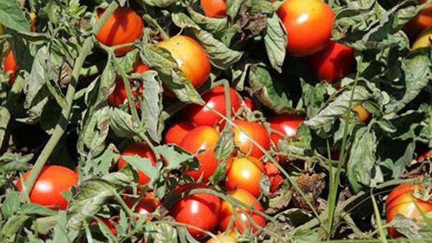 Unas 200 hectáreas de tomate y fruta afectadas por el granizo en Torremayor