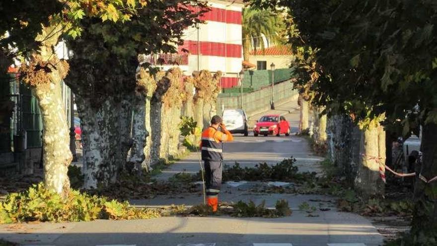 Poda en la avenida Contranquil de Cangas