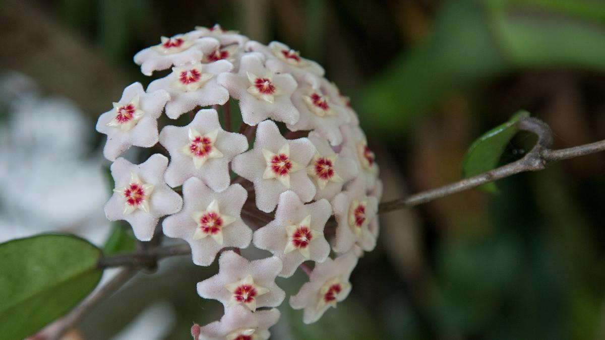 HOYA CARNOSA | Flor de nácar, la planta suculenta con flor más agradecida